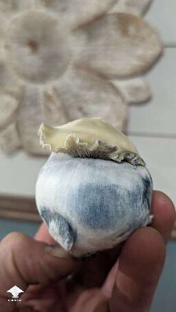 Harvested Bluey Vuitton mushrooms #2