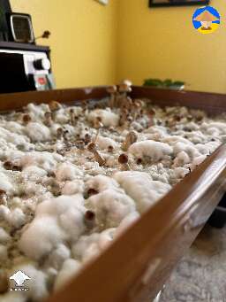 Blue Meanie mushroom fruiting in tub
