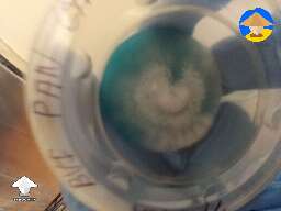 T1 transfer - Panaeolus Cyanescens TTBVI