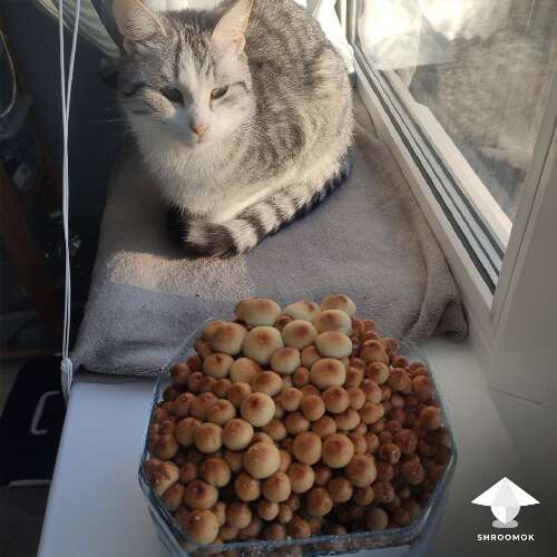 Bottle-tek, mushroom yield and cat by Slipkote - Shroomok Growers Community
