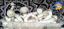 AA+ (Albino A plus) grown in 6Qt DubTub