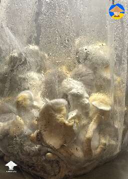 Blue Magnolia Rust magic mushrooms #3