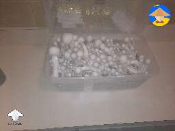 Here is an update of growing shrooms