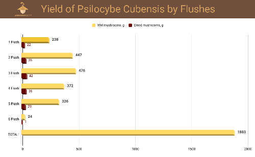 Yield of Psilocybe Cubensis by Flushes