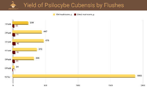 Psilocybe cubensis mushrooms fruiting graph en