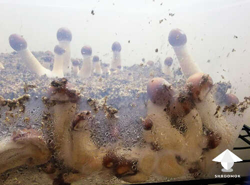 Side growing mushrooms monotub