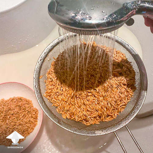 Rinse grain whole oat for magic truffles growing
