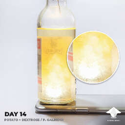 LC potato dextrose day 14 galindoi