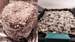 Mushroom cake in growbox