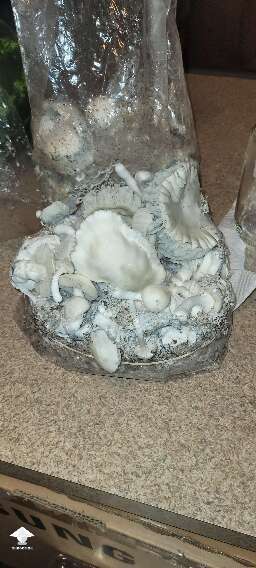 STAKZ shrooms ready for harvesting