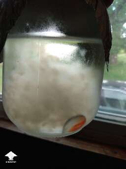 Good liquid culture example - LME LC