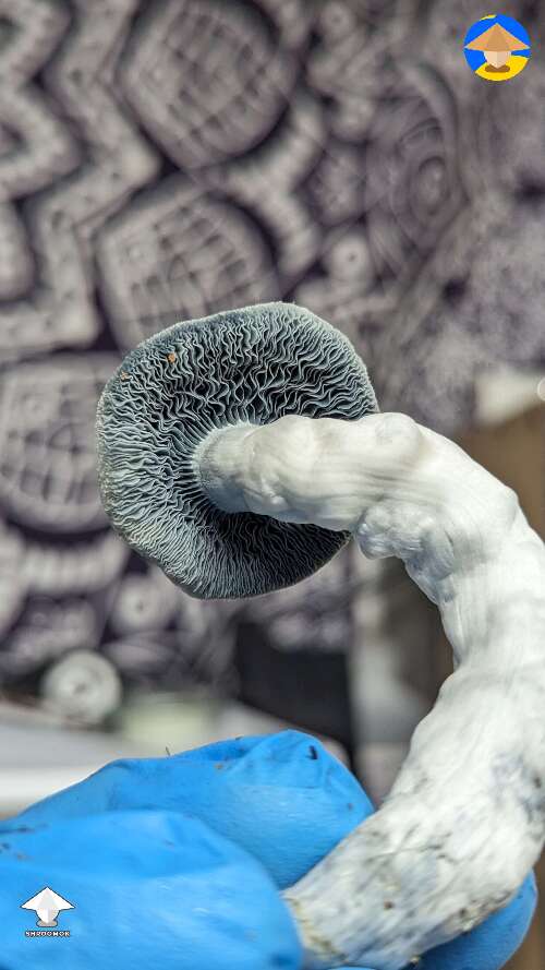 Albino Riptide mushroom