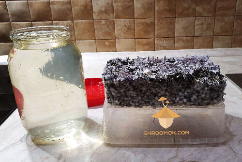 Rehydration process for psilocybe cubensis cake