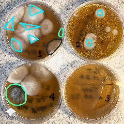 Agar plates contamination for id