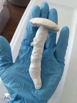 Cubensis TAT Smurf mushroom