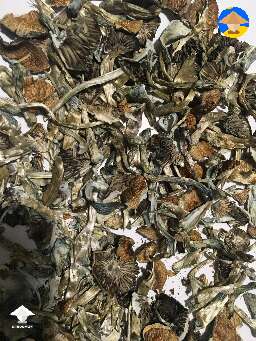 Here are my dried GT mushrooms