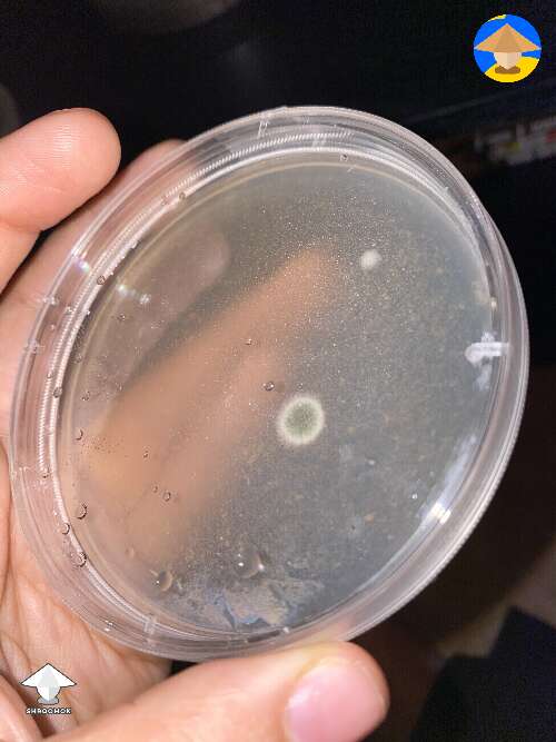 Contamination from a spore swab, maybe Penicillium
