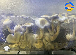 Why are my mushrooms fruiting on the sides and underneath? Can you eat this? Does it have any potency? #2