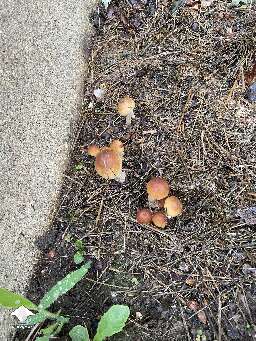 Update on Tidal Wave - the outdoor mushroom fruiting