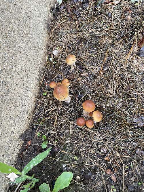Update on Tidal Wave - the outdoor mushroom fruiting