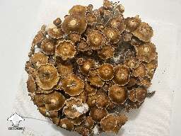 Toque birthday cake. Toque shrooms (not sure F7 or F8)