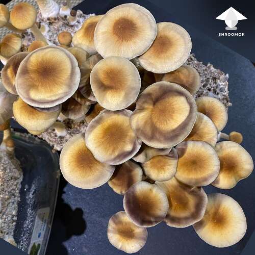 Gt harvest and spores on mushroom caps