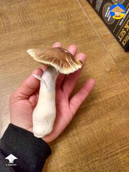 P. Cubensis JMF shroom