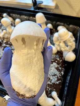 Pearly Gates chonky shroom