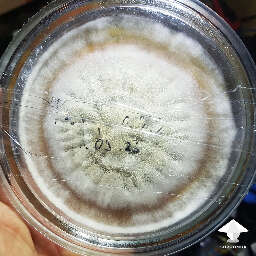 Cloning sclerotia on agar