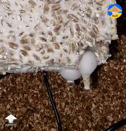 my first shrooms