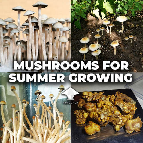 The best magic mushroom species for hot season growing