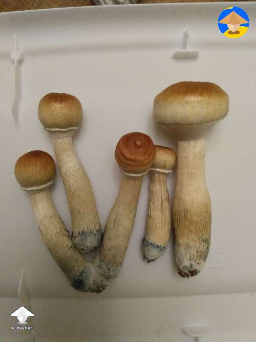 Luminous Lucy mushrooms harvest