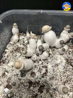 Beautiful BAPER mushrooms