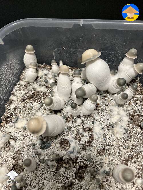 Beautiful BAPER mushrooms
