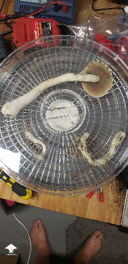 APE-R. Picked the last 2 shrooms. This cake just won't stop!