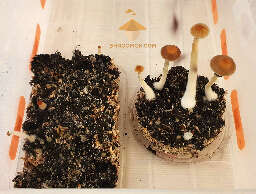 Fungi growing sixth flush of fruiting and harvesting