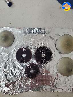 Made my first spore prints