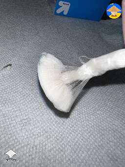 Psilocybe Cubensis Avery's Albino #3