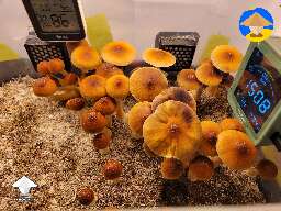 My first ever harvest. 380g wet of Amazonian Cubensis