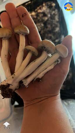 Shroom harvest before torn veil