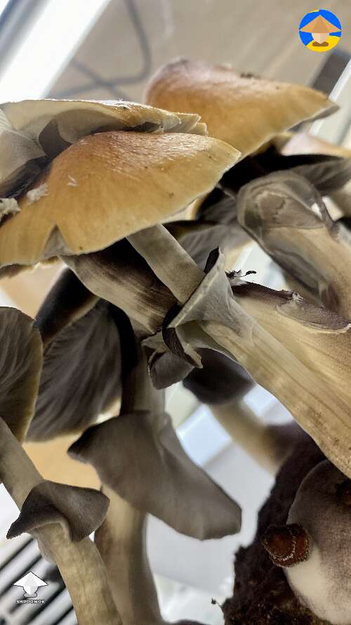 JEDIs mushrooms - Jedi Mind F*ck - bag tek growing #2