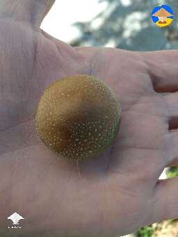 KSSS squats shroom