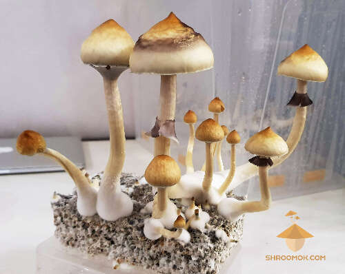 Magic mushrooms growing and fruiting fifth wave