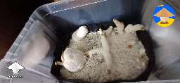 Weird DC Mak 350 magic mushrooms