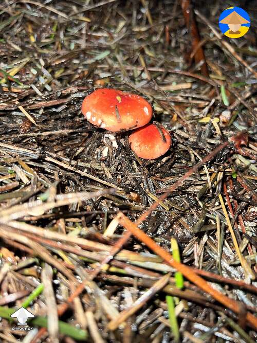 Mushroom hunting #6