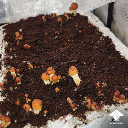 Mushroom fruiting after fork tek and casing