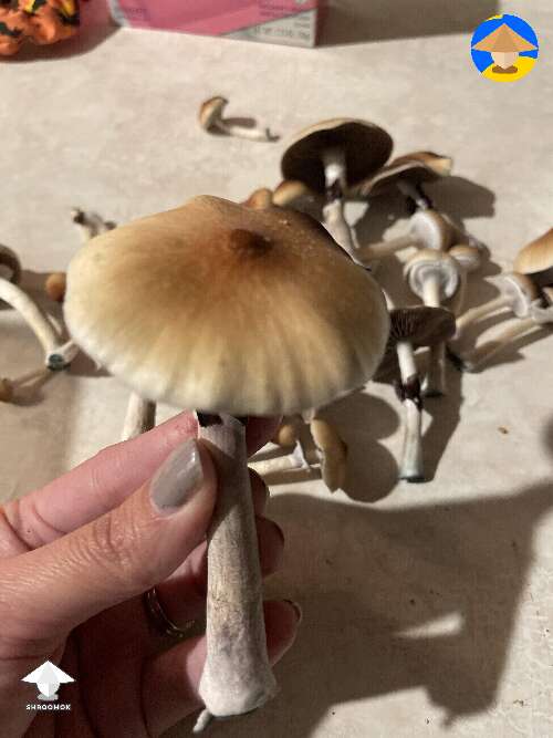 My shroom