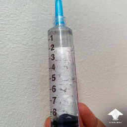 Germinated spores in spore syringe