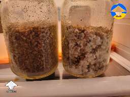 Experiment - syringe filter vs the filter patch for spawn jars #3