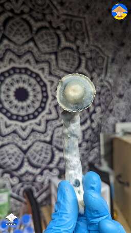 Albino Riptide magic mushroom
